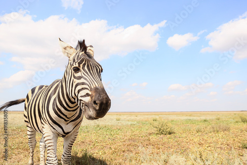 Beautiful zebra in wildlife sanctuary