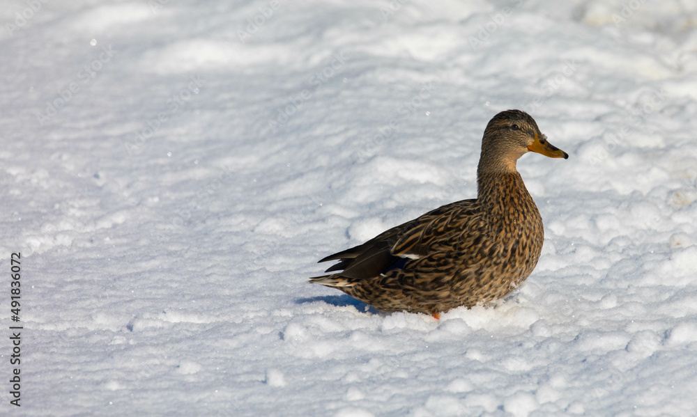 Brown female duck stayed for the winter in Europe. Cold season with frost and snow, the duck walks in the snow during frosts and cold weather. Brown female duck stayed for the winter in Europe. Cold season with frost and snow, the duck walks in the snow during frosts and cold weather.