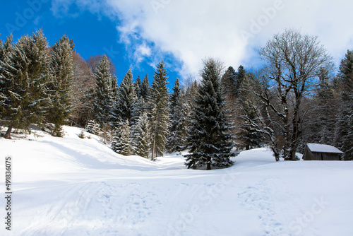Winter snowy mountain slope, fir trees on the mountain top with beautiful blue sky and sunshine. Spectacular winter natural landscape for vacation and hiking trips. Aussee, Austria