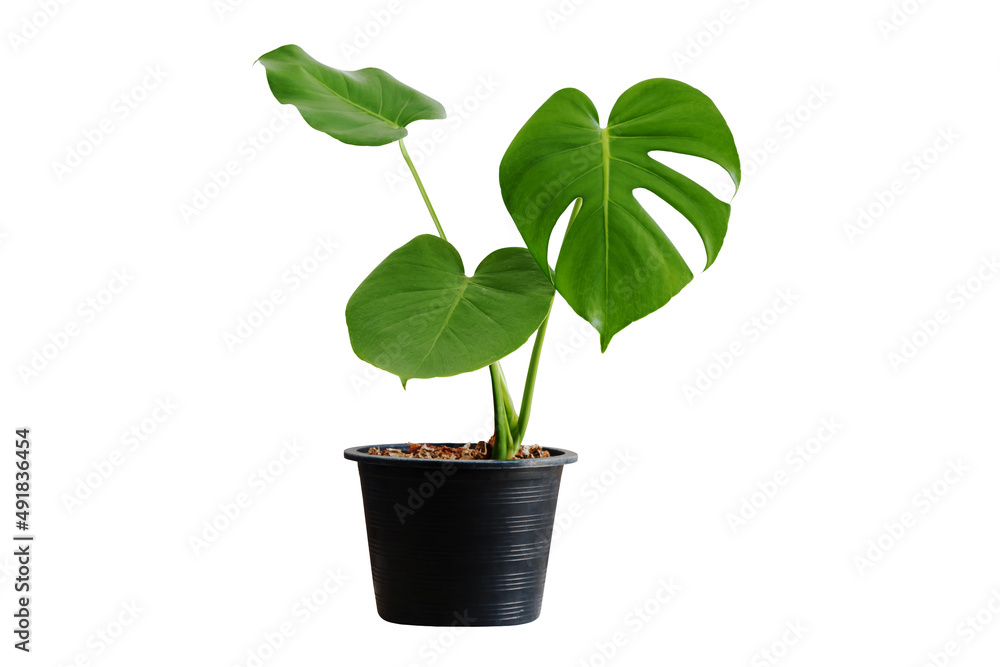 monstera vase plants flowers flowers rainy season room hotel interior beautiful fresh trees wood flowers wooden table office nature beadroom monstera vase plants flowers flowers rainy season room hotel interior beautiful fresh trees wood flowers wooden table office nature beadroom
