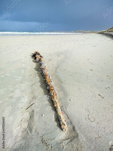 Goose barnacles, stalked barnacles, gooseneck barnacles on wooden post on beach in Ireland