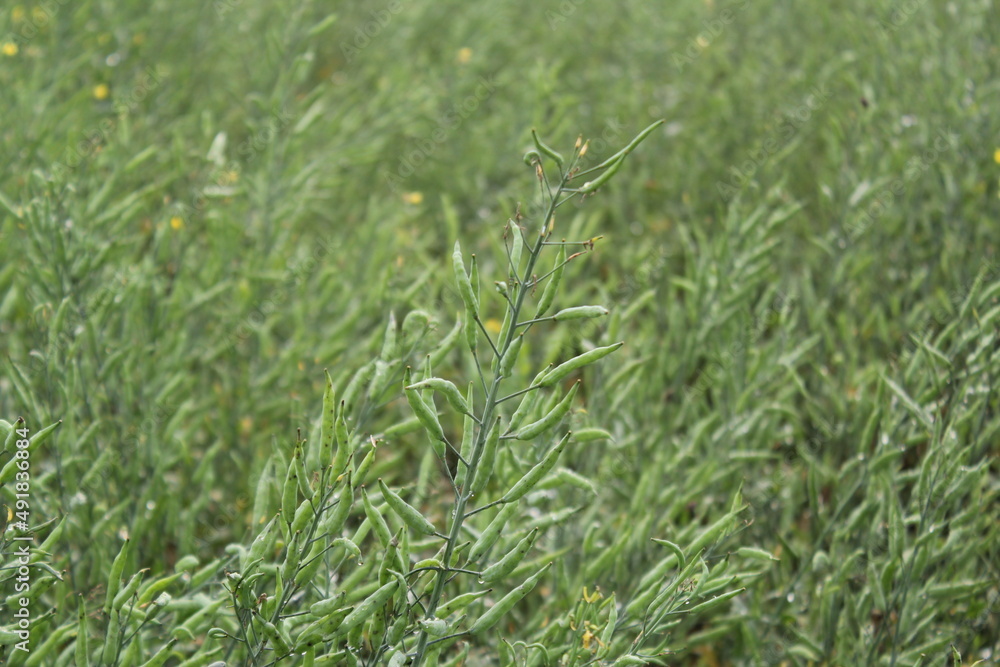 Unripe mustard seeds in the mustard field Unripe mustard seeds in the mustard field