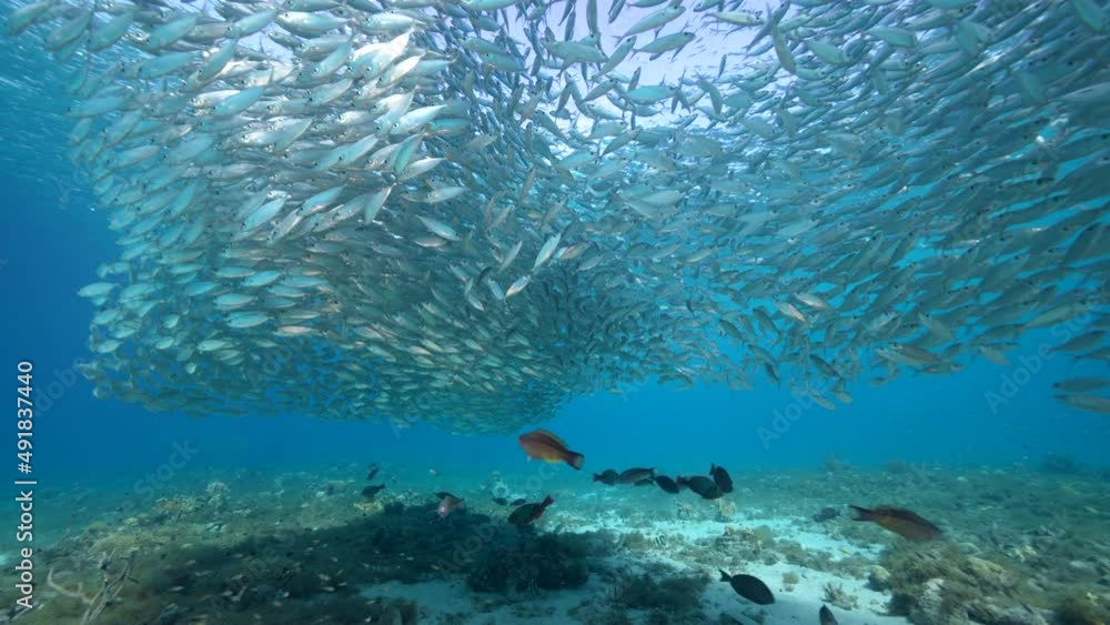 Seascape with Bait Ball, School of Fish, Mackerel fish in the coral reef of the Caribbean Sea, Curacao Seascape with Bait Ball, School of Fish, Mackerel fish in the coral reef of the Caribbean Sea, Curacao