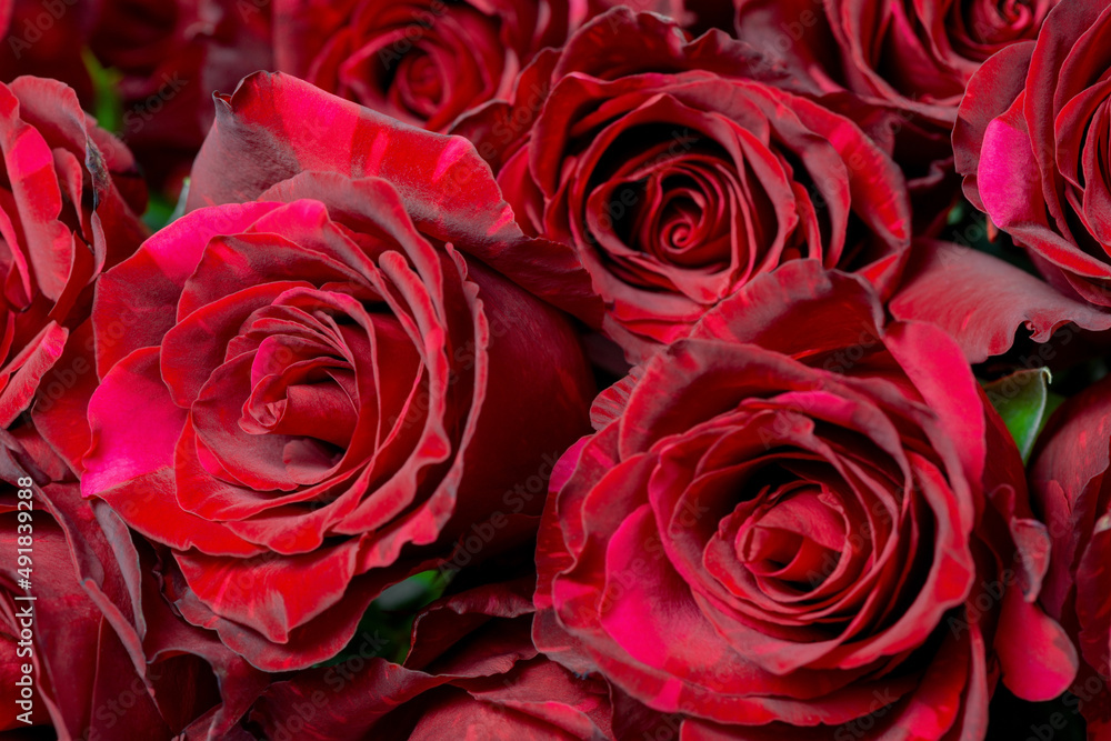 beautiful bouquet of dark red roses like floral background, close up beautiful bouquet of dark red roses like floral background, close up