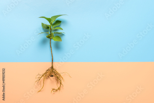 young seedling of lilac with exposed roots on background, art concept