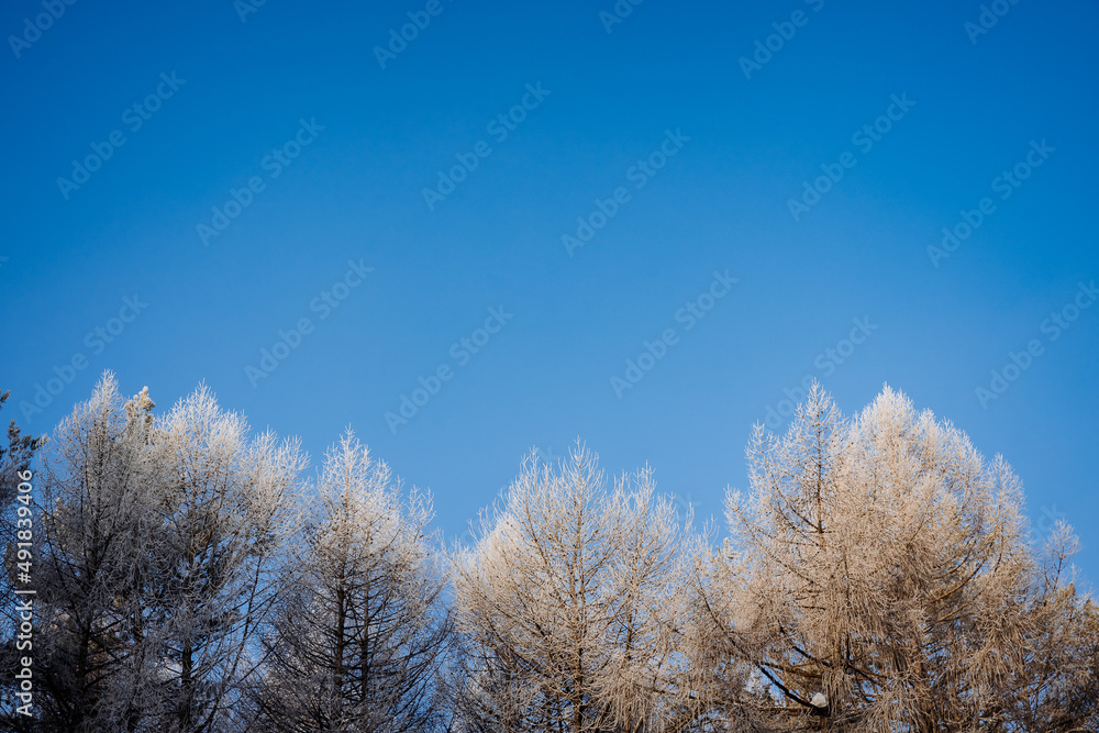 Frost on the treetops Sunny weather early in the morning. Blue sky above the forest. A cold winter froze Christmas trees.