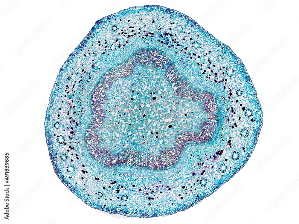 cross section cut slice of plant stem under the microscope ...