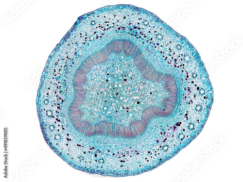 cross section cut slice of plant stem under the microscope – microscopic view of plant cells for botanic education