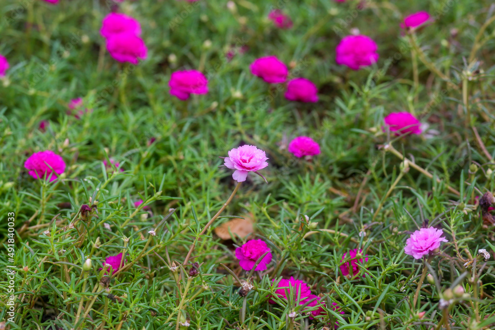 Pink Portulaca grandiflora on the ground