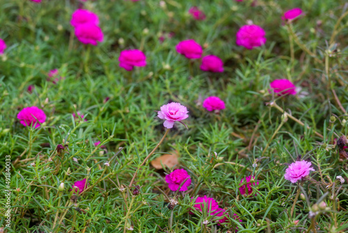 Pink Portulaca grandiflora on the ground