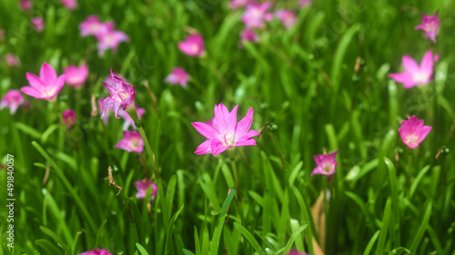 Closeup of Zephyranthes Grandiflora or rain lily blooming on the ground