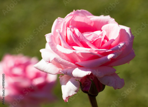 blooming rose rose flower buds in the garden photo