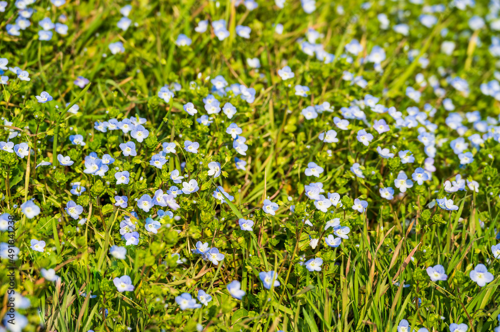 Spring small blue wildflowers in a meadow in green grass