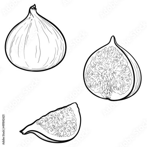 Vector illustration of figs, isolated on white background.