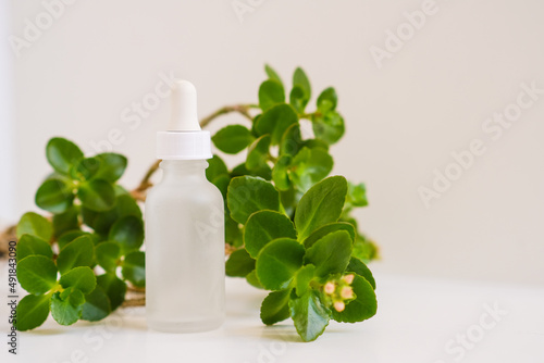 White bottle with dropper from serum on a neutral natural light table. Still life minimalistic beauty organic cosmetics template for beauty business and industry. Bright fresh green leaves in a frame.