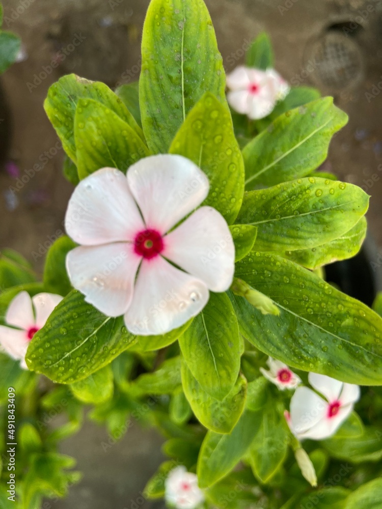 Obraz premium pink and white flowers