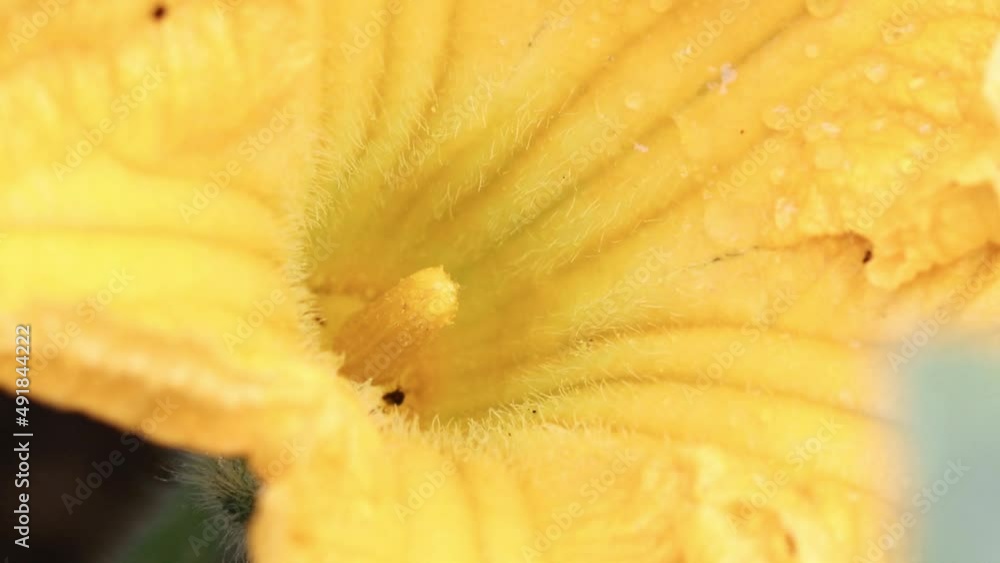Pumpkin flower closeup with bumblebee sucking nectar and pollinating. Pumpkin flower closeup with bumblebee sucking nectar and pollinating.