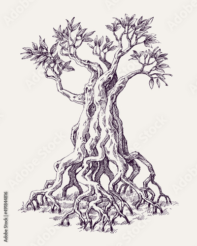 Mangrove tree roots hand drawing