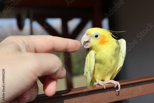 The yellow parrot is angry at a finger. Yellow-gray cockatiel sitting on a railing.Yellow bird. Focused on the eye.
