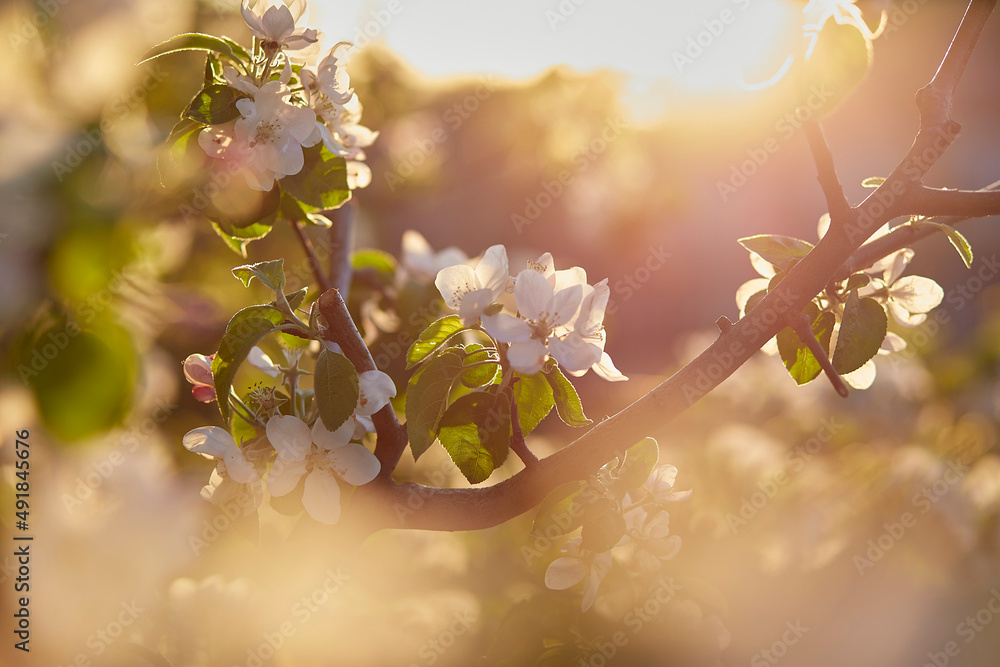 Branch of apricot blooming at sunset. Natyral spring background. Copy space.