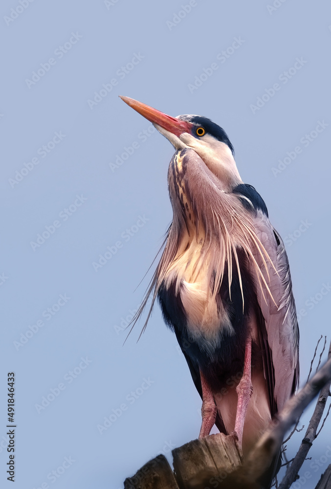 Ardeapurpurea, Purple heron, massive longlegged wading bird with long