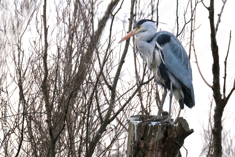gray heront, Ardea cinerea, massive longlegged wading bird with long