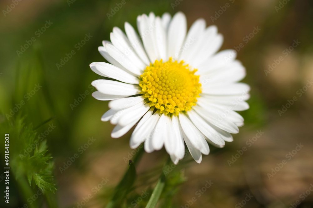 Gänseblümchen Gänseblümchen