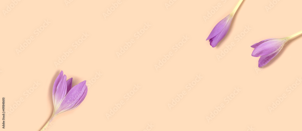 Banner with colchicum flowers on a beige background. Springtime delicate concept with copyspace.