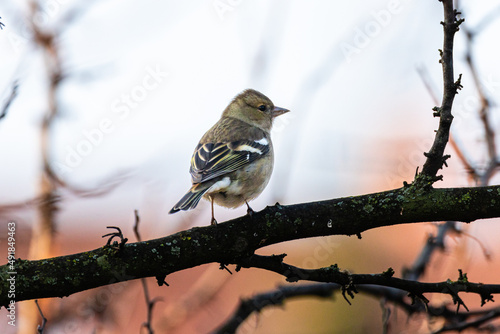 Common Chaffinch perched on a tree branch © philippe paternolli