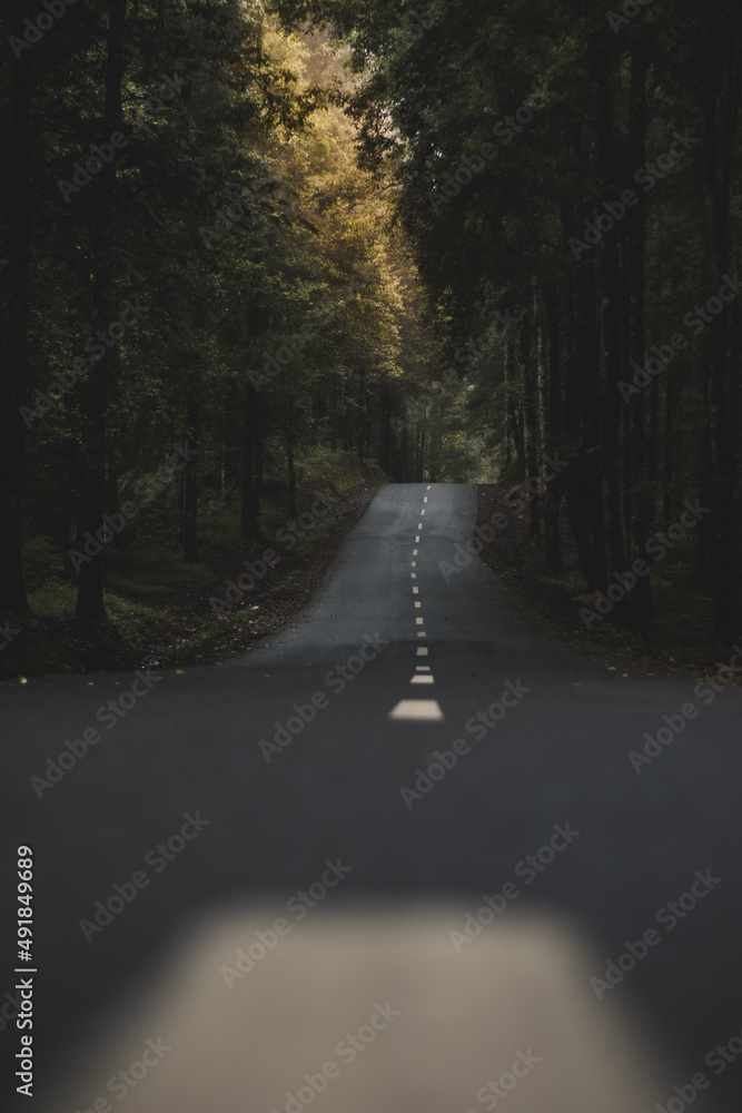 road in the woods