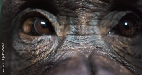 2 close up of monkey eyes with brown eyes