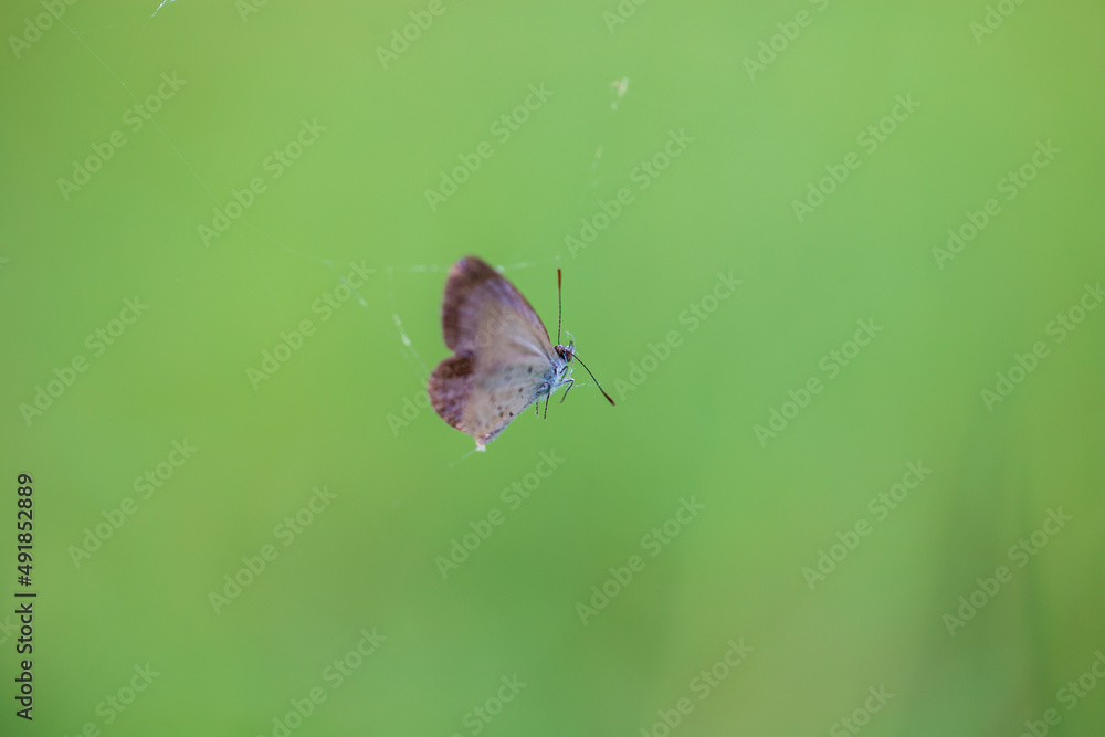 Obraz premium Butterfly trapped in the cobweb