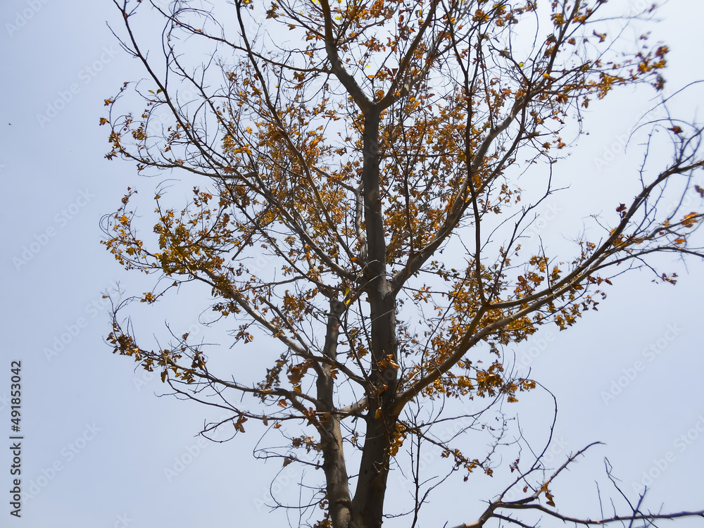 Obraz premium dry tree branches view with blue sky. Close up Treetop with dry leaves