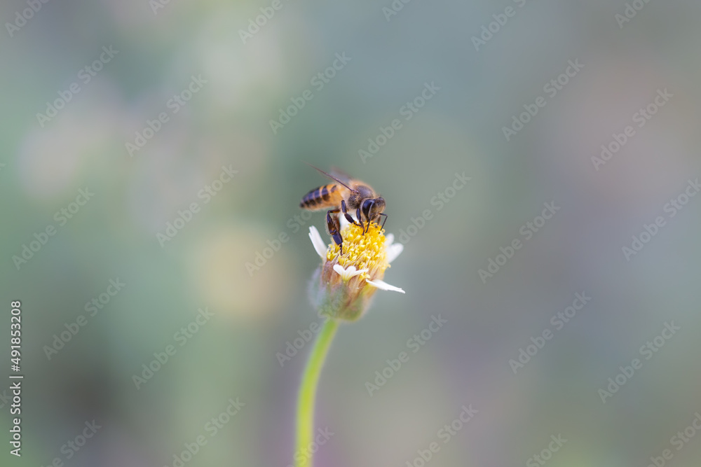 Close up of a working bee on a flower Close up of a working bee on a flower