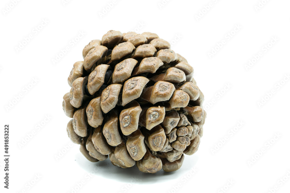 Pine cone isolated on white background Pine cone isolated on white background