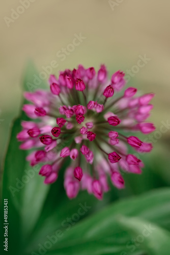 Macro photo of allium flower