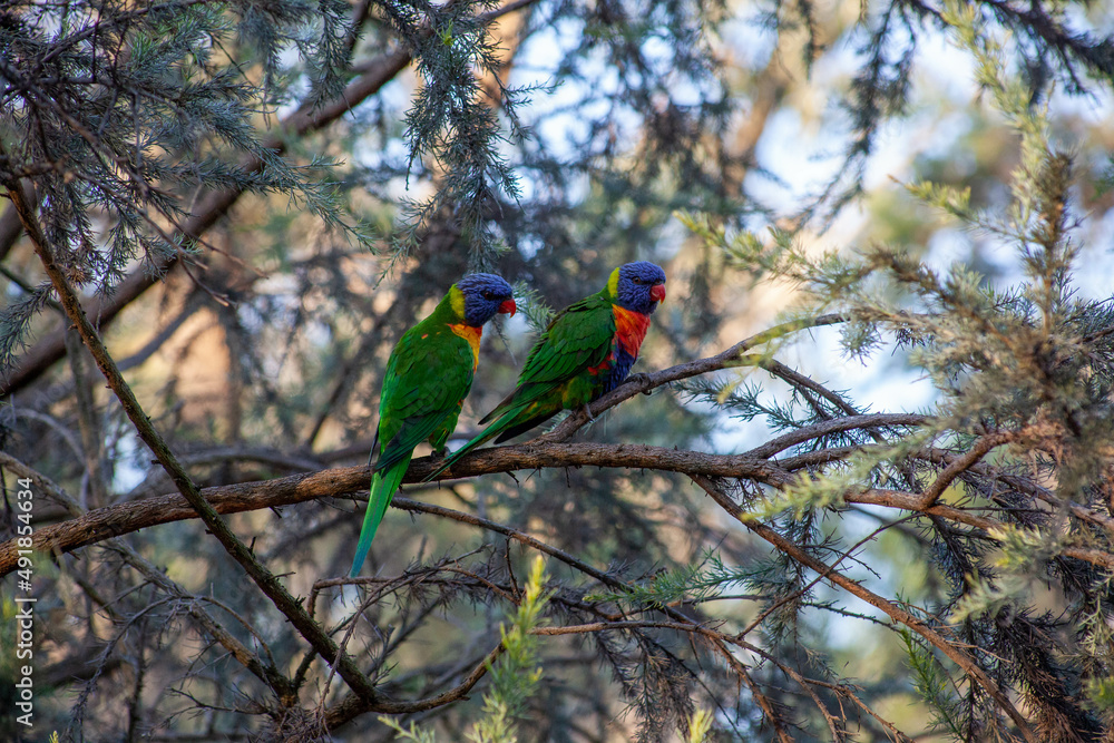 Obraz premium Rainbow Lorikeets
