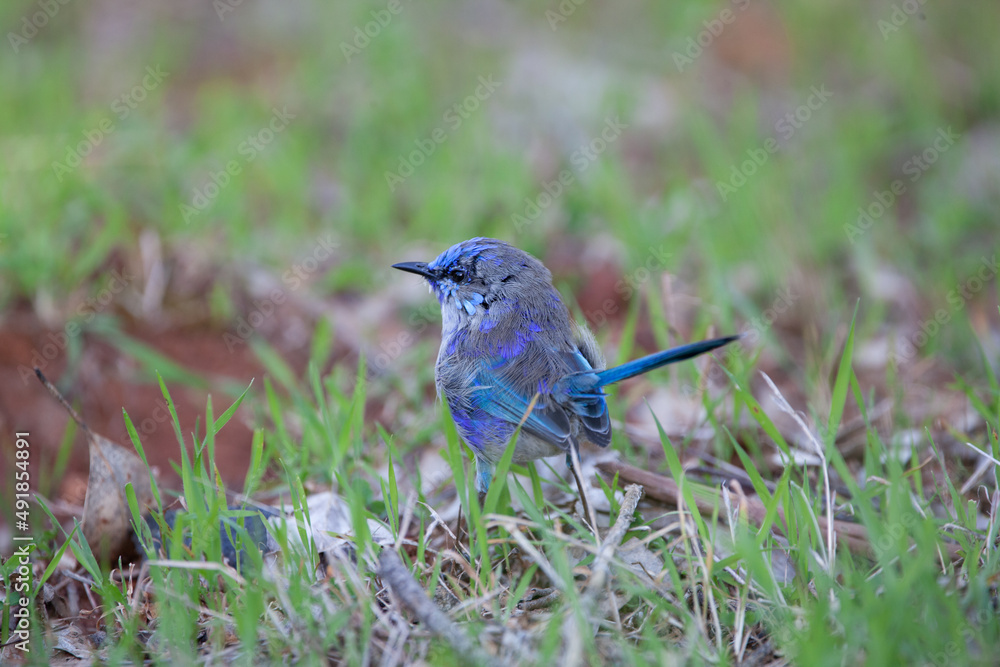 Splendid Fairy Wren Blue Wren