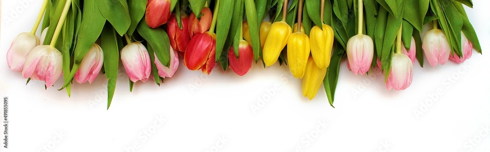 Naklejka premium Tło z tulipanami