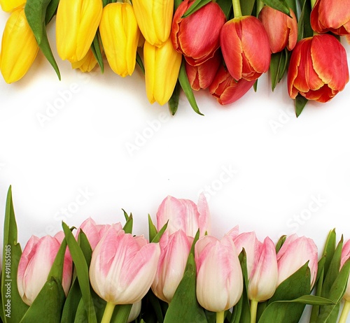 Tło z tulipanami © adam chojecki