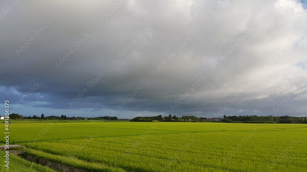 green rice field and black clouds, Kujukuri, Chiba Prefecture, Japan
