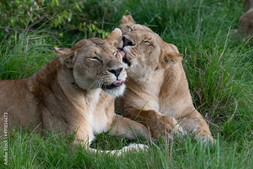 two African lionesses bonding with each other