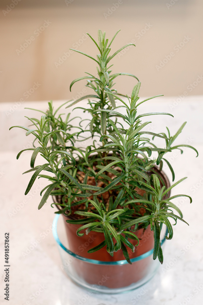 Red Plastic Potted Rosemary Plant in a Clear Glass Bowl Indoors