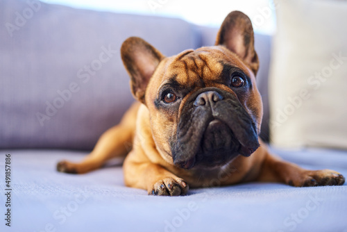 So cute, even the pup-arazzi keep hounding him. Shot of an adorable dog resting on a couch at home. © Chanelle M/peopleimages.com