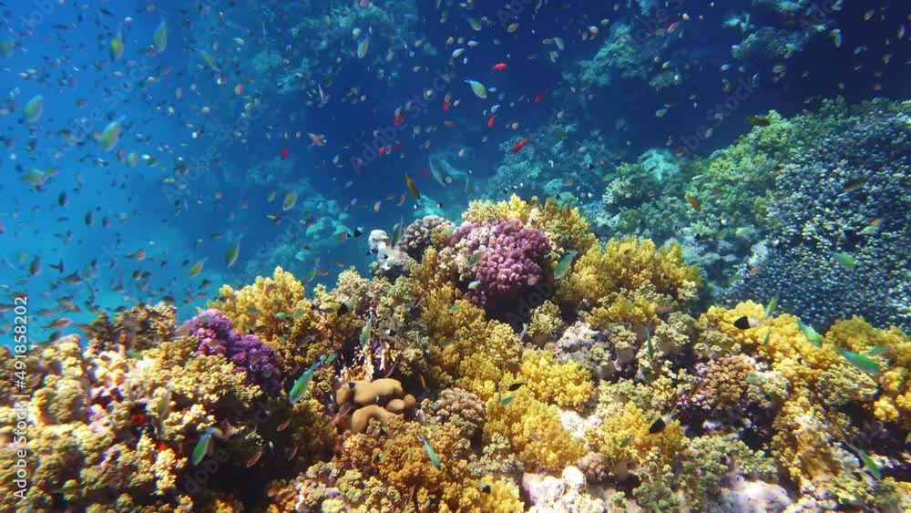 underwater coral reef. Beautiful underwater coral garden seascape, in the sunlight, with countless small, colorful, shiny, exotic, reef fish. Marine life. sea world. underwater coral reef. Beautiful underwater coral garden seascape, in the sunlight, with countless small, colorful, shiny, exotic, reef fish. Marine life. sea world.