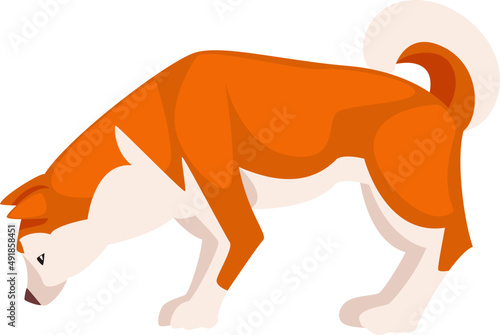 Shiba Inu as Japanese Breed of Hunting Dog with Prick Ears and Curled Tail in Standing Pose