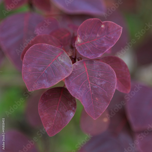 Euphorbia cotinifolia is a broadleaf red shrub native to Mexico and South America.