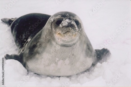 Weddell Seal Pup