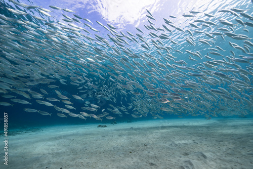 Seascape with Bait Ball, School of Fish, Mackerel fish in the coral reef of the Caribbean Sea, Curacao
