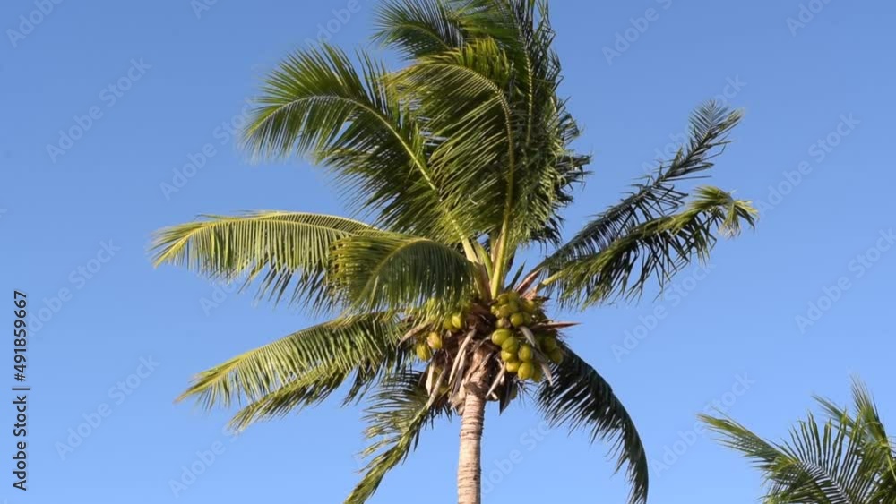 Gorgeous palm tree with coconuts is moving on blue sky background. Gorgeous palm tree with coconuts is moving on blue sky background.